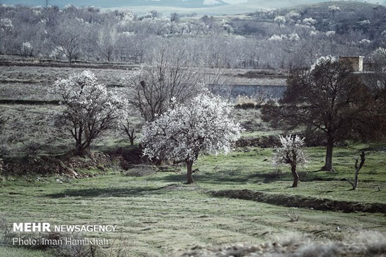 بوی خوش بهار در همدان