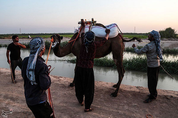 تصاویری از ماراتن شترسواری در خوزستان