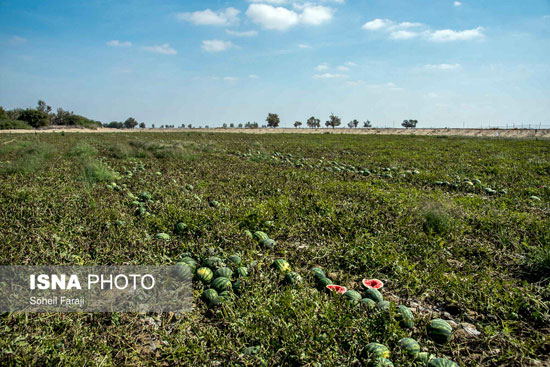 برداشت هندوانه در استان هرمزگان