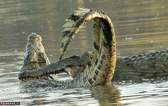 نبرد باورنکردنی بین دو تمساح +عکس