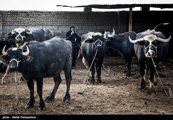 امدادرسانی به دامداران گرفتار شده در سیلاب