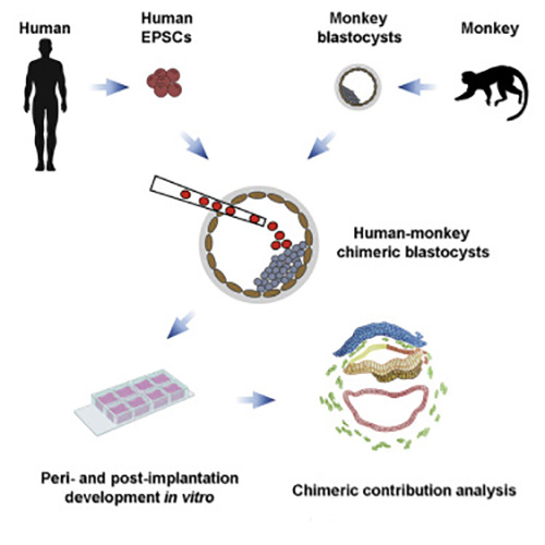 جنجال ژنتیکی؛ تولد جنین ترکیبی انسان و میمون