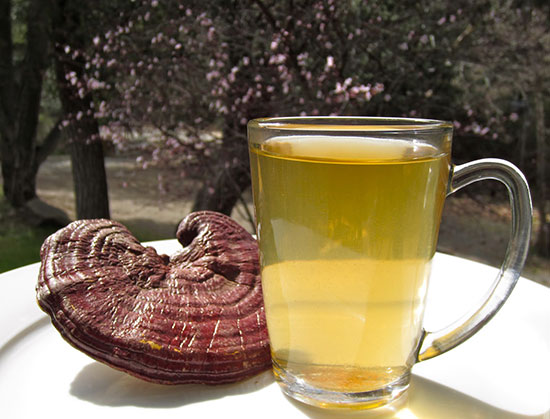 چای گانودرما وخواص شگفت انگیز آن