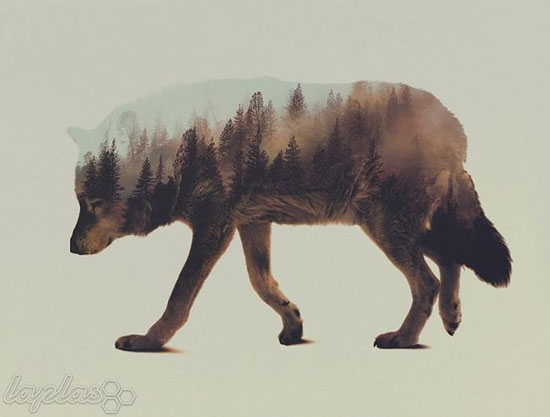 حیواناتی از جنس جنگل +عکس