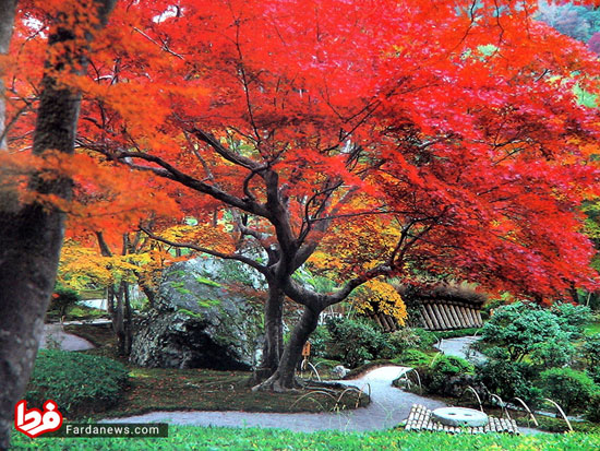 پاییز رویایی ژاپن