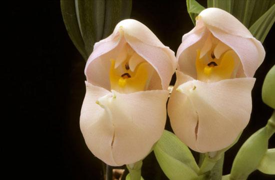 عجیب ترین و حیرت آور ترین گل های جهان
