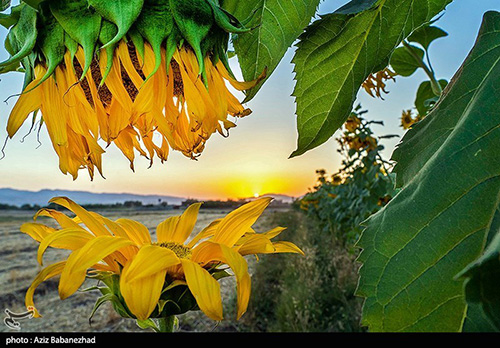 مزارع گل آفتابگردان در الشتر