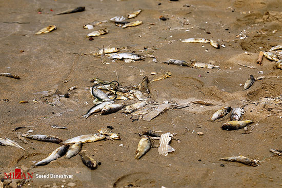 مرگ آبزیان در سواحل بندرعباس