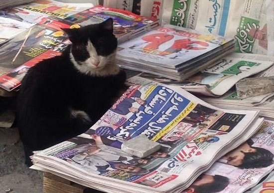 گربه روزنامه‌خوان خیابانهای تهران! +عکس