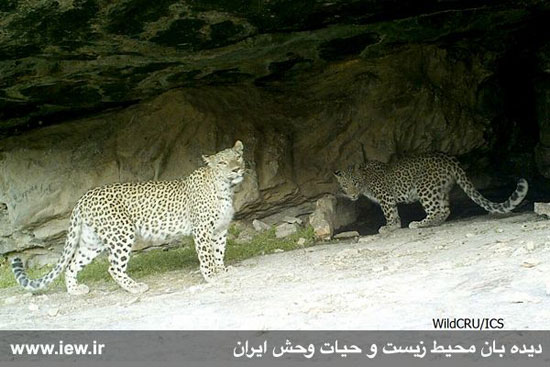 تصاویر بسیار زیبا از پلنگ ایرانی در پارک تندوره