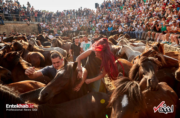 جشنواره عجیب چیدن یال اسب‌های وحشی