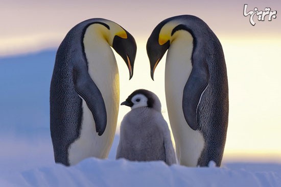 پنگوئن ها را دوست داشته باشیم!