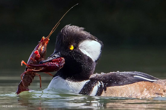 شکار خرچنگ توسط مرغابی‎