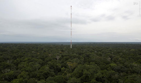 برجی در عمق جنگل‌های آمازون +عکس