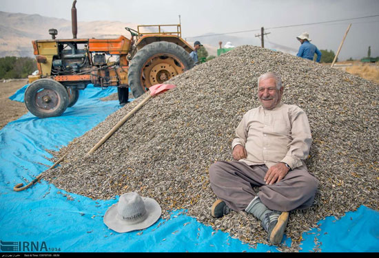 برداشت و خشک کردن تخمه در روستای «چمه»