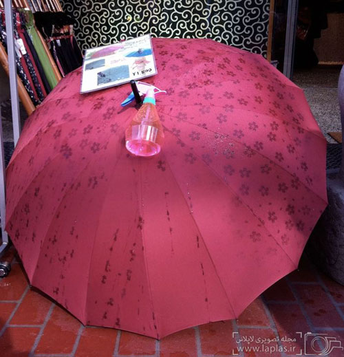 چتری که زیر باران شکوفه می کند!