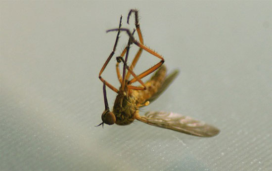 پشه‌ها و واقعیت‌های عجیب درمورد آن‌ها
