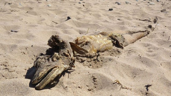 عکس: کشف جسد عجیب در سواحل انگلیس