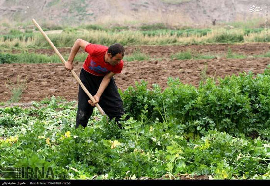 عکس: برداشت کرفس در مزارع طارم