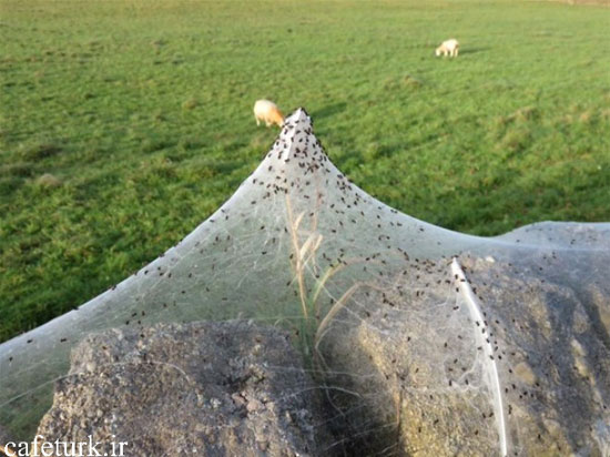 حمله شبانه عنکبوت ها به یک مزرعه در بریتانیا
