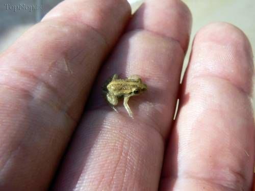 کوچکترین جانور مهره دار دنیا +عکس
