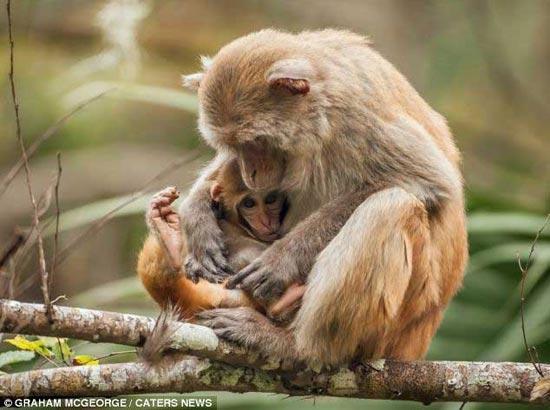 عکس هایی از میمون عاشق آدرنالین!