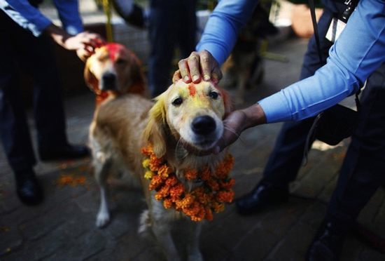 فستیوال سالانه‌ی مردم نپال برای قدردانی از سگ‌ها!