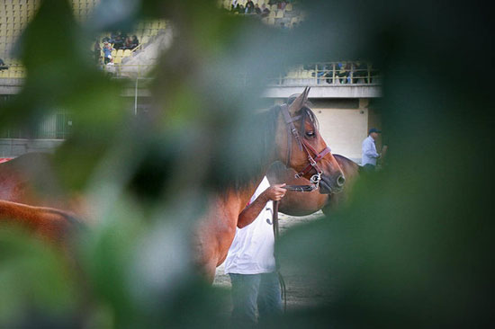 دومین جشنواره ملی اسب اصیل کُرد