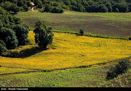 مزارع زیبای آفتابگردان