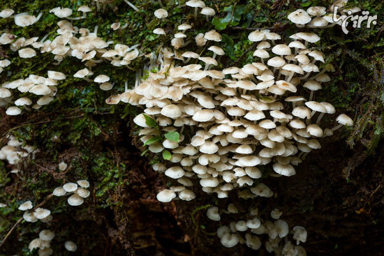 قارچ‌های زیبا و ناشناخته جنگل‌های دورافتاده اکوادور