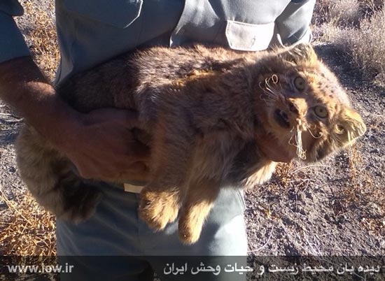 کشف گونه بسیار نادر از گربه ها در ایران