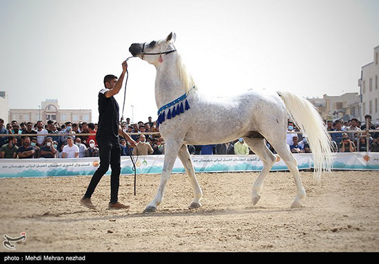 فستیوال کشوری اسبان اصیل ایرانی