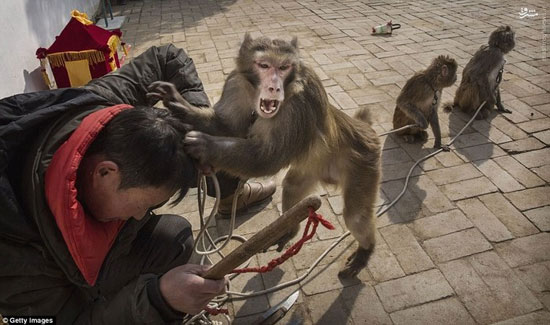 عکس: میمون‌ها قربانیان سال نوی چینی