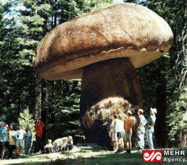 بزرگ‌ترین قارچ جهان در «اروگان آمریکا»