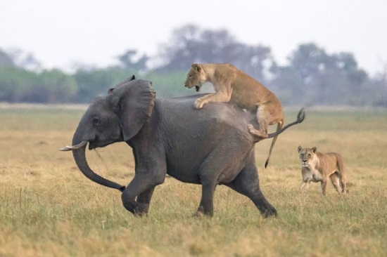 جدال دیدنی از نبرد شیر و فیل‌ها