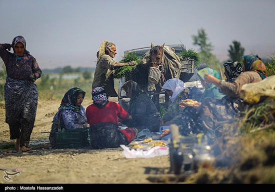 پایان فصل نشاکاری برنج در گرگان