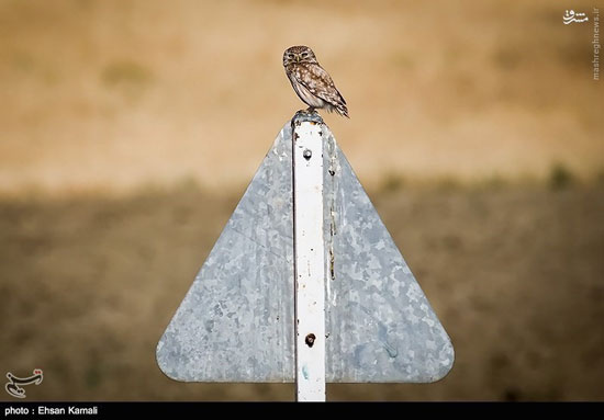 جغد سنگی ایرانی +عکس