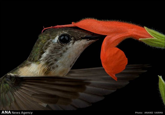 عکس هایی دیدنی از کوچکترین پرنده دنیا