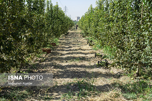 باغ سیب مهرشهر در گذر بهار و تابستان