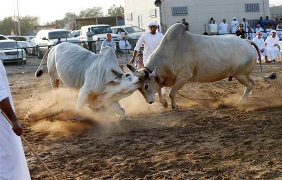 عکس: نبرد گاوها در امارات