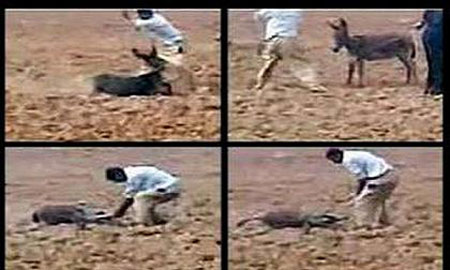 جنون حیوان کشی در ایرانیان