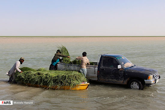 حالِ خوبِ «هامون»