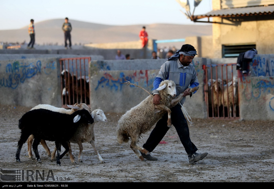 بازار خرید و فروش دام در آستانه عید قربان