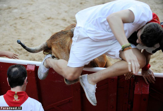 عکس: نبرد خیابانی با گاوهای خشمگین