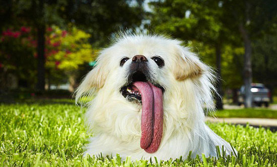 زبان درازترين سگ جهان! +عکس