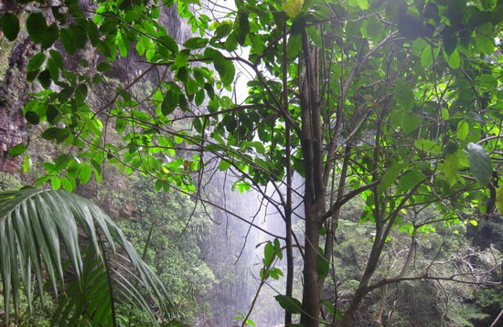 زیباترین جنگل‌های مه آلود دنیا