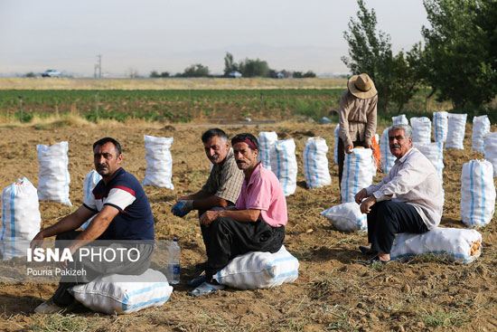 از کاشت تا برداشت «سیب زمینی»