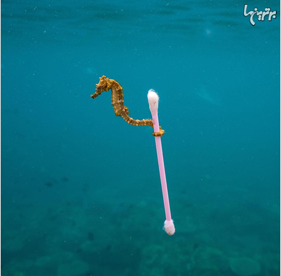 تصاویر تاثیرگذار از تاثیر استفاده از پلاستیک بر محیط زیست