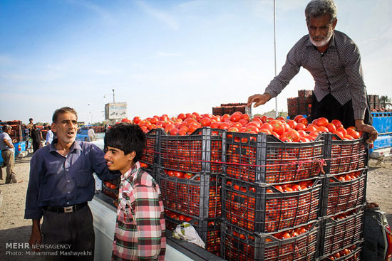 عکس: اینجا گوجه فرنگی کیلویی 100 تومان!