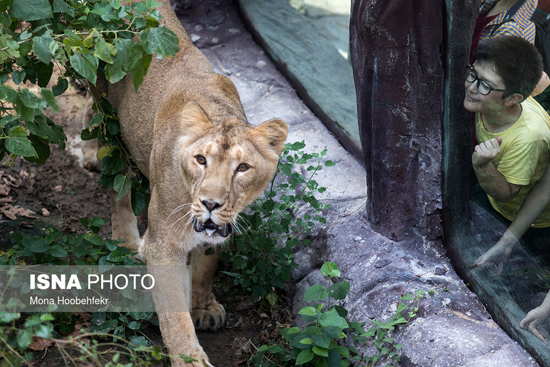 آغاز زندگی مشترک شیرهای ایرانی در باغ وحش ارم